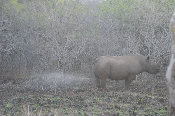 We were lucky enough to see the black rhino